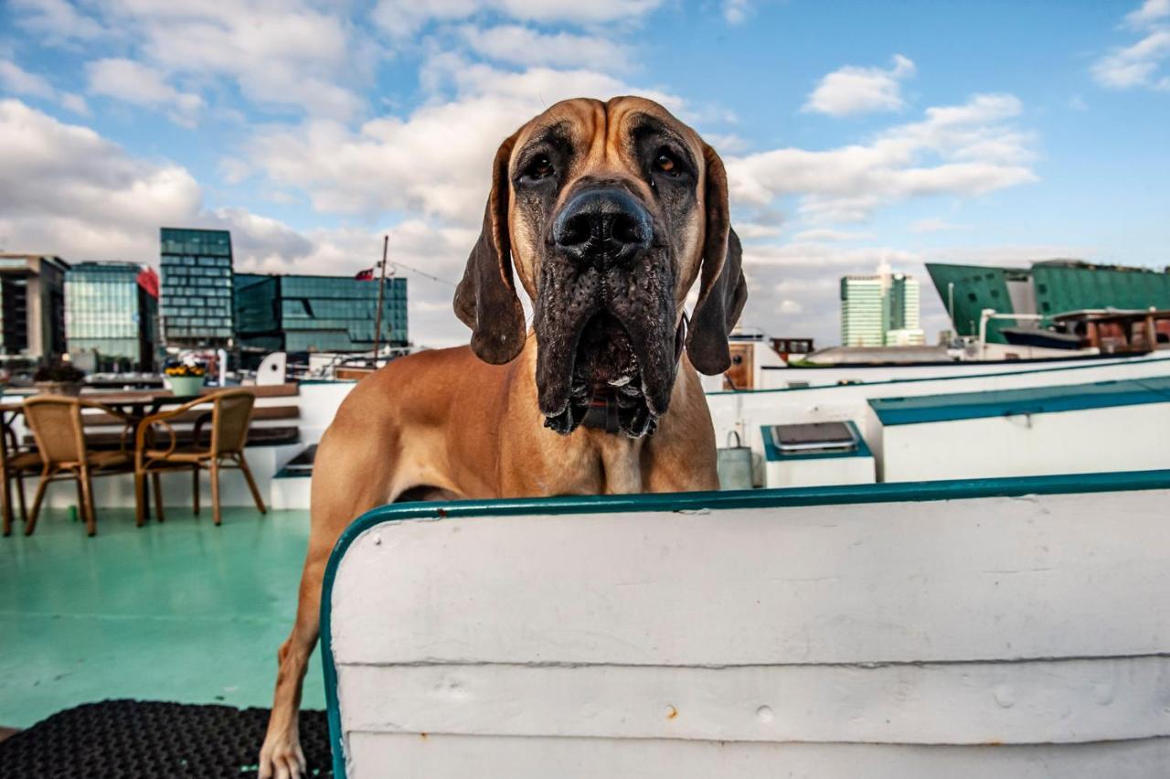 Amsterdam Hotelboat Zewnętrze zdjęcie